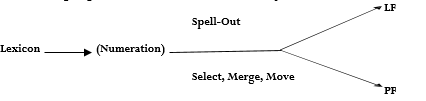 Representation of Minimalist Model